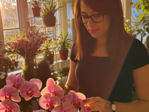 Orchidee Moment in sonnendurchfluteter  Blumenboutique mit sanfter Kamerafahrt
